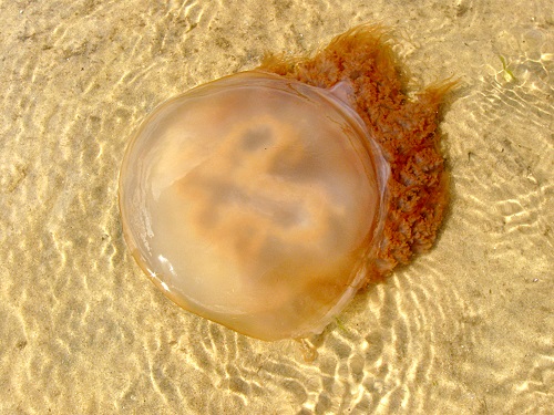 Lightcase Image 4